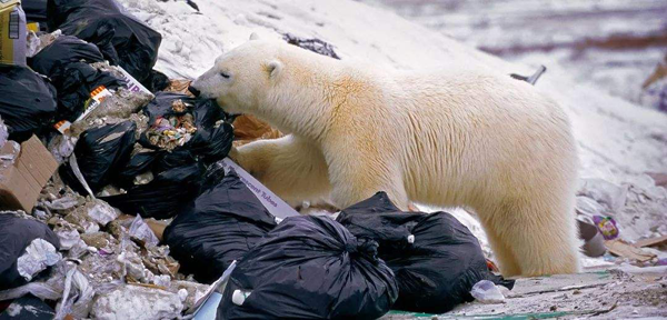 救救“悲伤的北极熊”，带着环保原罪的护肤品牌们能做些什么？